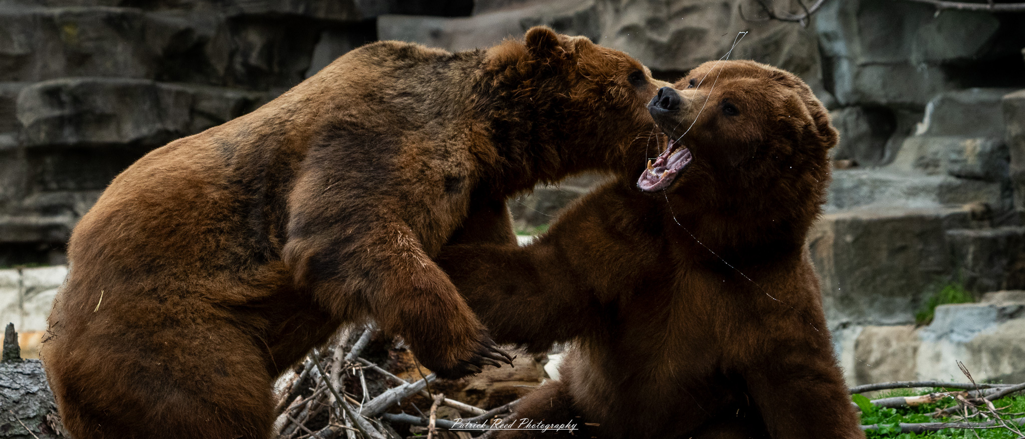 Two grizzly bears play-fighting in naturalistic enclosure at the Detroit Zoo